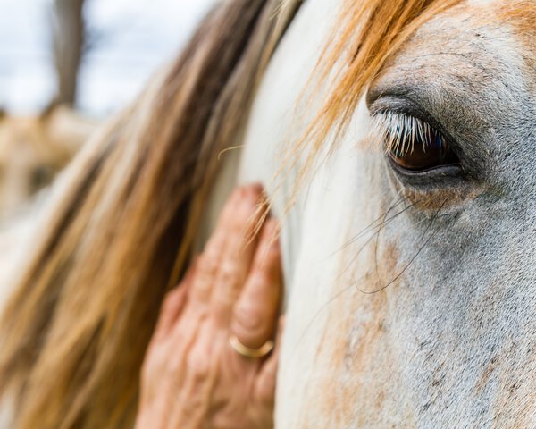 Die Hand einer älteren Person streichelt den Kopf eines Pferdes | © Scott Anderson - Shutterstock