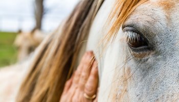 Die Hand einer älteren Person streichelt den Kopf eines Pferdes | © Scott Anderson - Shutterstock